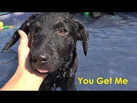 Because Your Rescue Dog Will Always Find a Way to Say I Love You!