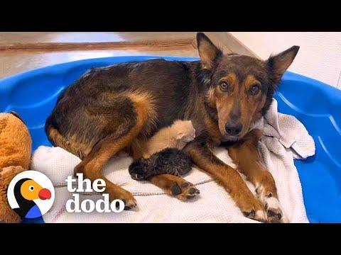 Mama Dog Who Lost Her Puppies Was Heartbroken Until She Got Kittens #Video