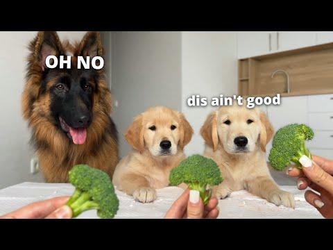 German Shepherd Reviews Food With Puppies #Video