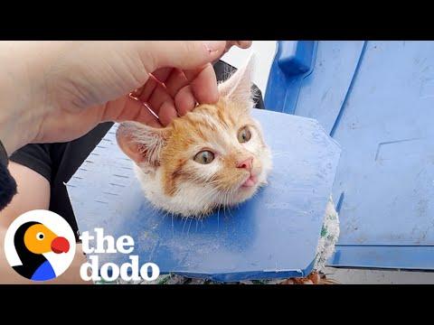 Crying Kitten Was Stuck In A Dumpster #Video