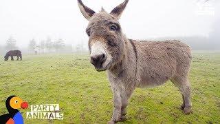 Donkey and Woman Who Both Lost Children Celebrate Their Emotional Journey | The Dodo Party Animals