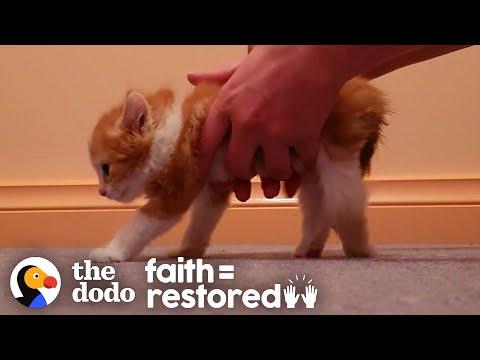 Kitten Who Couldn't Even Stand Decides He Wants To Walk #Video