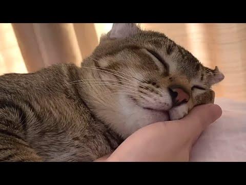 Rescue cat loves to sleep on mom's hand #Video