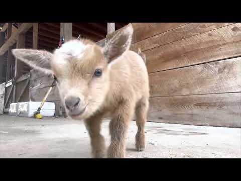 Baby goats clown for the camera! #Video