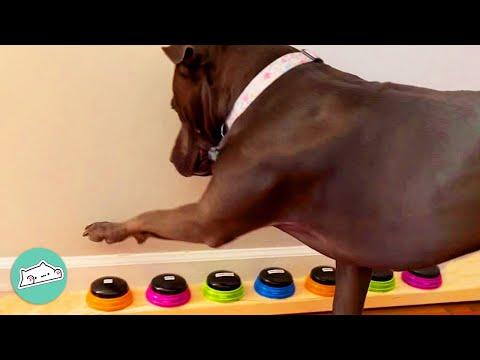 Rescue Pit Bull Loves Using Buttons To Get Attention  #Video