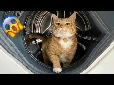 Grateful Rescue Cat's Stunning Transformation #video