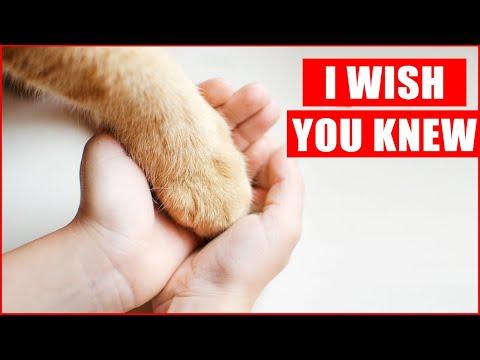 18 Things Your Cat Wants You to Know #Video