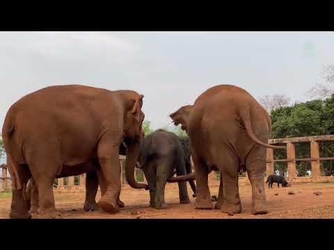 Newly Rescued Elephants Interact Immediately To Others When They Arrived To Sanctuary - ElephantNews