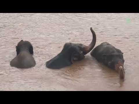 Three Rescued Elephants Get A Conversation While Raining In River - ElephantNews #Video