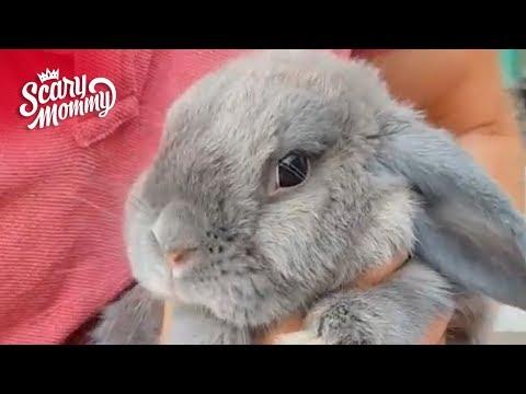 Meet Smudge - The World's Friendliest Bunny! #Video