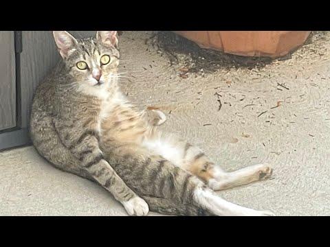 Man takes in stray cat, then comes the big surprise #Video