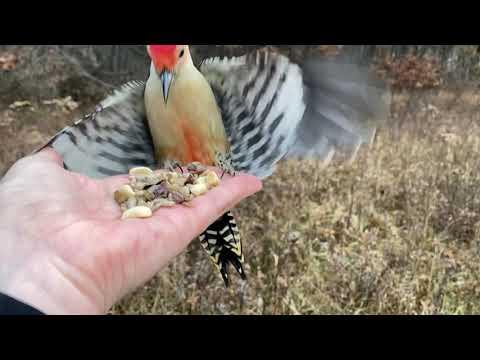 Hand-feeding Birds in Slow Mo - Red-bellied Woodpecker #Video