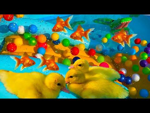 Ducklings play with Rainbow balls in the pool water park #Video