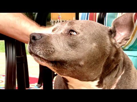 Chained dog is so loving to new family #Video