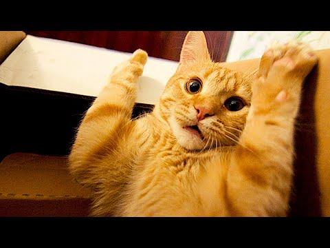 The funniest animals / Fun with cats and dogs 2022 / LA #80 #Video