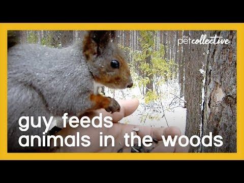 Guy Feeds Animals in the Woods Video