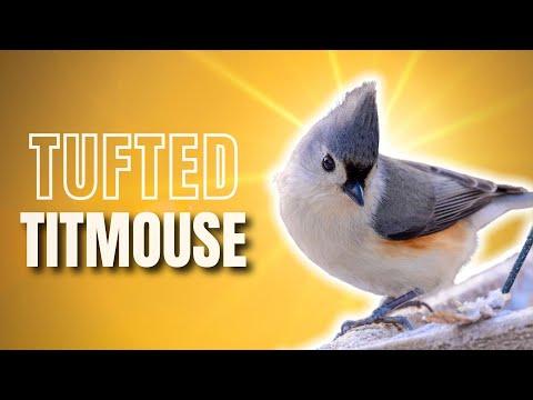 Tufted Titmouse | The Real-life Disney Bird #Video