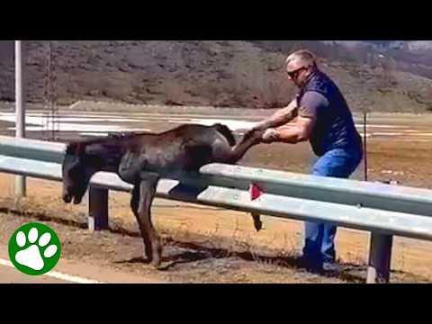 Wild Colt Reunited With Mother After Dramatic Rescue #Video