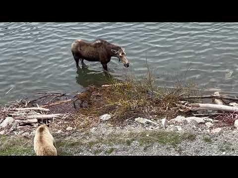 Mother Moose Chases off Grizzly Bear #Video