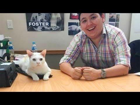 They Were WILD… Until They Found Someone to Trust | Cat and Human #Video