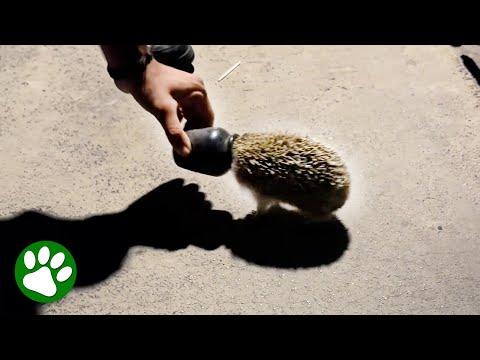 People Pull Container Off This Creature's Head #Video