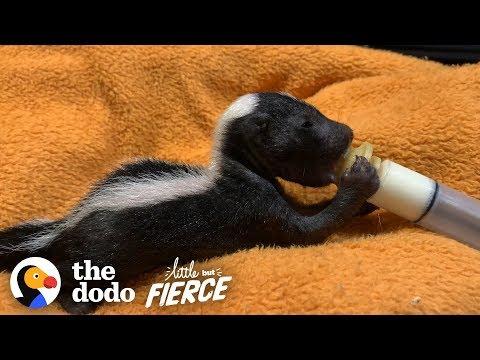Bald Baby Skunks Grow Up Doing The Cutest Thing | The Dodo Little But Fierce