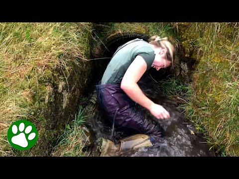 Brave farmer crawls into flooded culvert to save two lambs #Video