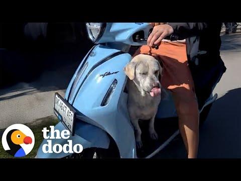Senior Dog Who Refuses To Walk Loves Dad's Moped #Video