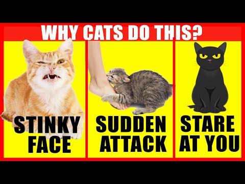 The Meaning Behind 7 Cat Behaviors Explained #Video