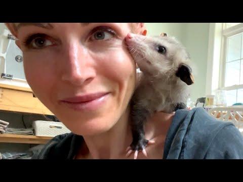 Opossum thinks I'm her mom #Video