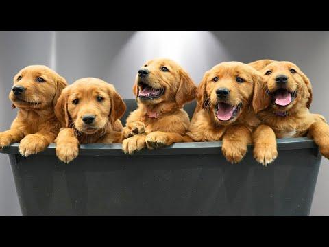 Bathing 9 Golden Retriever Puppies for the First Time: PURE CHAOS #Video