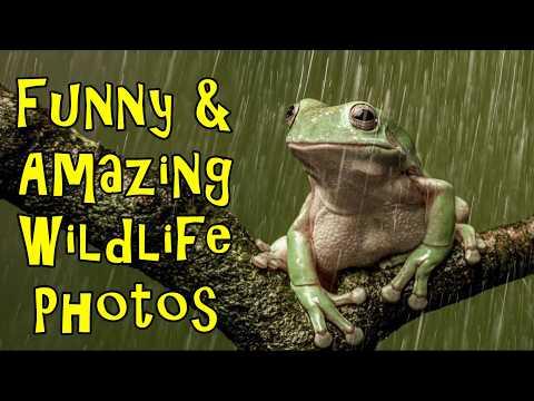 Funny And Amazing Wildlife Photos Caught In The Rain