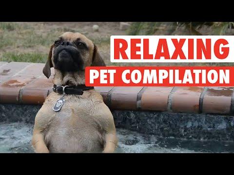 Funny Pet Massages || Pets Take A Spa Day