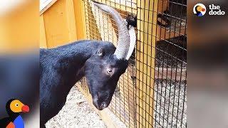 Rescue Goat Lives To Create Drama - ANSEL THE DESTROYER | The Dodo