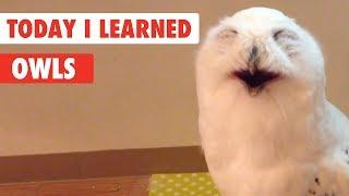 Today I Learned | Owls Facts