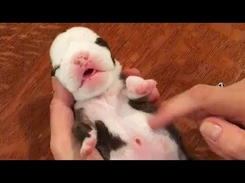 3 Tiny Puppies Who Wouldn’t Give Up | The Dodo