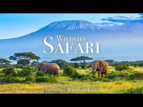 Wildlife Safari 4K - Scenic Animal Film With African Music #Video
