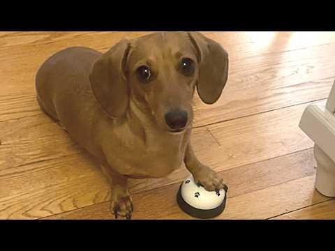 Dog trains owner to do tasks when she rings bell #Video