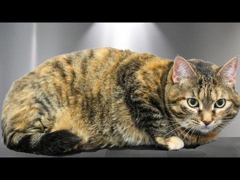 She's sassy, she's loving, and she's fat. #Video
