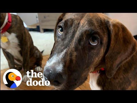 Woman Who Doesn’t Like Dogs Fosters A Destructive Pup #Video