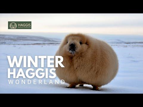The Winter Wonderland of Wild Scottish Haggis Animals #Video