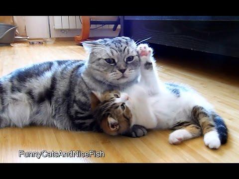 Kitten Wants Attention From Cat