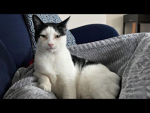 Cats really think about what people say #Video