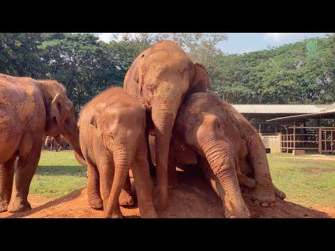 ThongAe Meeting New Friends! - ElephantNews