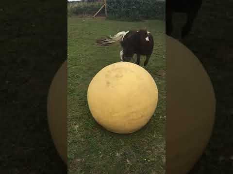 Young Pony Has Tons of Fun With Big Ball Video