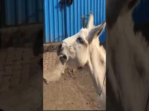 Funny Video! Ever Heard A Donkey Sing? @shorts