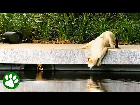 Mama Cat Begs for Help to Rescue Her Baby #Video