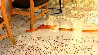 ENJOY A CUP OF COFFEE WHILE FISHES ARE SWIMMING AROUND YOUR FEET!