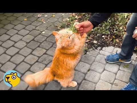 Stay Cat Asks Family To Adopt Him. They Agree! #Video