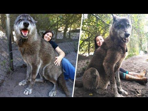 A Shelter Saved This Giant Wolfdog, Then a DNA Test Showed Why It Was So Big
